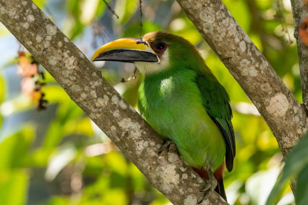 Emerald Tucanet