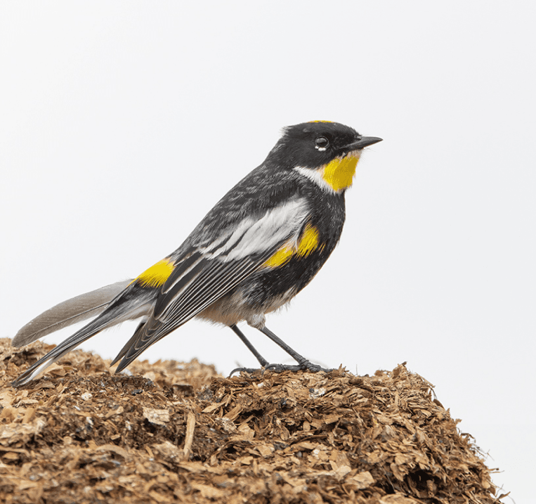 Goldmans Warbler
